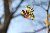 Cherry Blossum